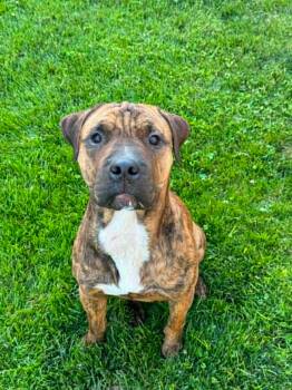 Big Man -  Pit Bull Terrier Dog for Adoption in Churchville, New York - Big Man | PetCurious