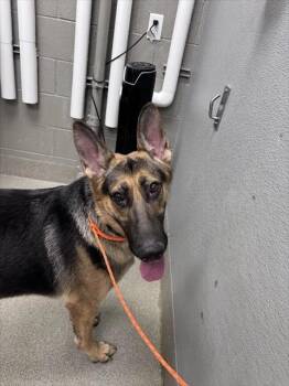 REBECCA CUNNINGHAM -  German Shepherd Dog Dog for Adoption in Las Vegas, Nevada - REBECCA CUNNINGHAM | PetCurious