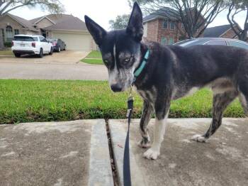 Kratos -  Husky Dog for Adoption in Richmond, Texas - Kratos | PetCurious