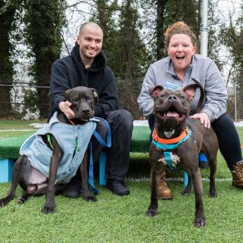 Pit Bull Terrier Dogs Available for Adoption - Shadow | PetCurious