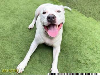 MILANI -  Mixed Breed Dog for Adoption in West Palm Beach, Florida - MILANI | PetCurious
