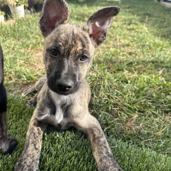 Shepherd Dogs Available for Adoption in Rocklin, California - Cleo | PetCurious