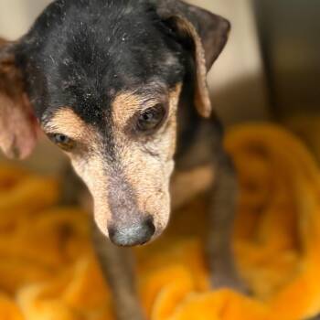 Cricket -  Dachshund and Mixed Breed Dog for Adoption in Galveston, Texas - Cricket | PetCurious