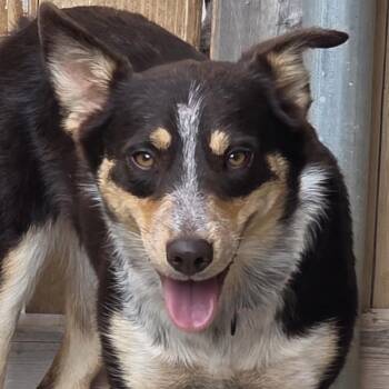Daisy -  Cattle Dog and Collie Dog for Adoption in Midland, Texas - Daisy | PetCurious