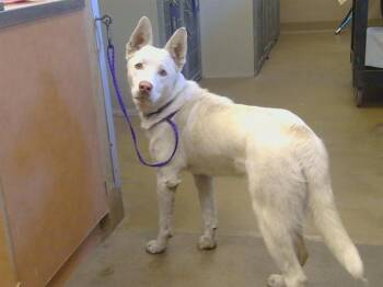 Husky Dogs Available for Adoption in Sacramento, California - FERGUS | PetCurious