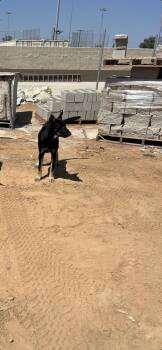 Kenny -  German Shepherd Dog and Mixed Breed Dog for Adoption in Fresno, California - Kenny | PetCurious