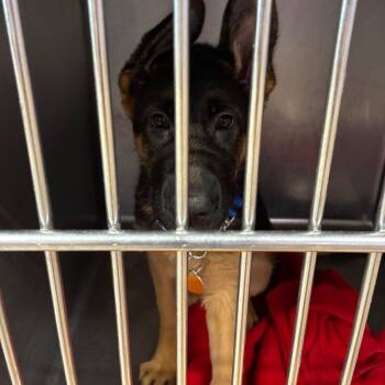 Katara -  German Shepherd Dog Dog for Adoption in Northbrook, Illinois - Katara | PetCurious
