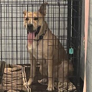 Dixie -  Retriever and Mixed Breed Dog for Adoption in Port Charlotte, Florida - Dixie | PetCurious