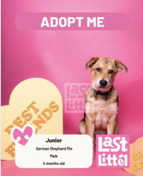 German Shepherd Dog and Border Collie Dogs Available for Adoption - Junior | PetCurious