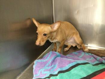 A1921959 -  Chihuahua Dog for Adoption in Thousand Palms, California - A1921959 | PetCurious