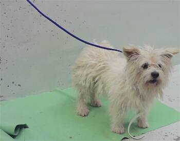 Maltese and Mixed Breed Dogs Available for Adoption in Houston, Texas - GURRUMINO | PetCurious