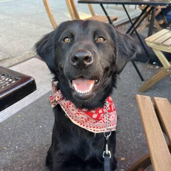 Harper -  Labrador Retriever and Pit Bull Terrier Dog for Adoption - Harper | PetCurious