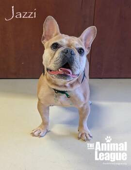 Jazzi -  French Bulldog Dog for Adoption in Groveland, Florida - Jazzi | PetCurious