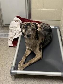 Shadow -  Catahoula Leopard Dog and Mixed Breed Dog for Adoption in Fishers, Indiana - Shadow | PetCurious