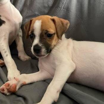 Whimsy -  Chihuahua and Pug Dog for Adoption in Warren, Rhode Island - Whimsy | PetCurious