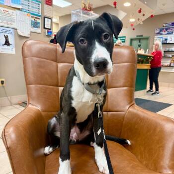 Rescue Border Collie and Mixed Breed Dogs for Adoption in Fairfax, Virginia - Rocky | PetCurious