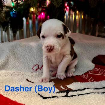 Pit Bull Terrier Dogs Available for Adoption in West Plains, Missouri - Dasher - Indica | PetCurious