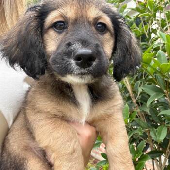 Dachshund Dogs Available for Adoption in Baton Rouge, Louisiana - Mulberry | PetCurious