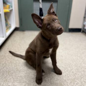 Shepherd Dogs Available for Adoption in Bullhead City, Arizona - Puppy 04/22/2026 | PetCurious