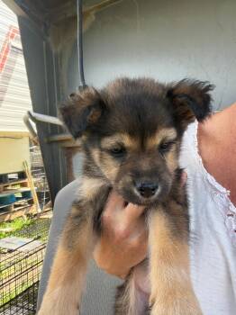 Sun -  Mixed Breed Dog Available for Adoption in Wilsall, Montana - Sun | PetCurious