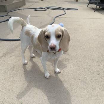 Macaroon/Mac -  Beagle and Australian Cattle Dog Blue Heeler Dog for Adoption in Shorewood, Illinois - Macaroon/Mac | PetCurious