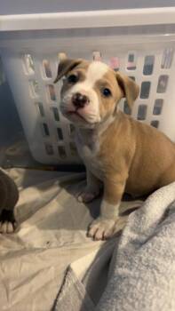 Rescue Mixed Breed Dogs for Adoption in Dekalb, Illinois - Nautilus | PetCurious