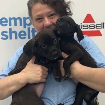 Rescue American Staffordshire Terrier and Mixed Breed Dogs for Adoption in Monroe, Michigan - Malbec | PetCurious