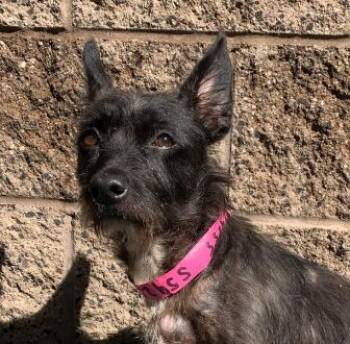 911 URGENT - HELP NEEDED BY OCT 3rd for NINA - foster and rescue -  Terrier and Wirehaired Dachshund Dog for Adoption in San Marcos, California - 911 URGENT - HELP NEEDED BY OCT 3rd For NINA - Foster And Rescue | PetCurious