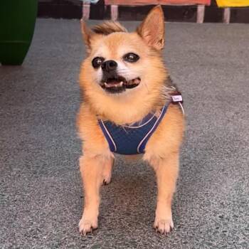 Barrel 14572 -  Chihuahua Dog for Adoption in San Francisco, California - Barrel 14572 | PetCurious