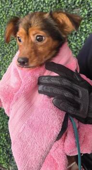 DOG 8 -  Chihuahua and Mixed Breed Dog for Adoption in El Paso, Texas - DOG 8 | PetCurious