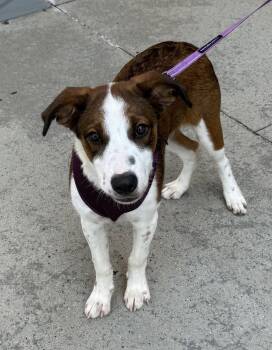 Augustus -  Cattle Dog and Australian Cattle Dog Blue Heeler Dog for Adoption in Charlotte, North Carolina - Augustus | PetCurious