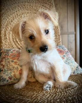 Chihuahua and Cairn Terrier Dogs Available for Adoption - Lucky | PetCurious