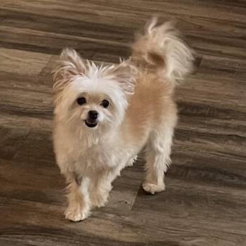 Pomeranian Dogs Available for Adoption in Las Vegas, Nevada - Angel | PetCurious