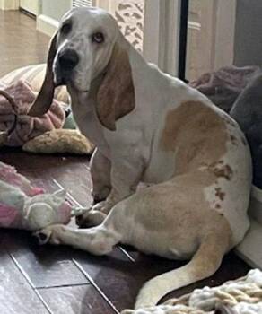 Basset Hound Dogs Available for Adoption in Hamilton, New Jersey - PATRICK | PetCurious