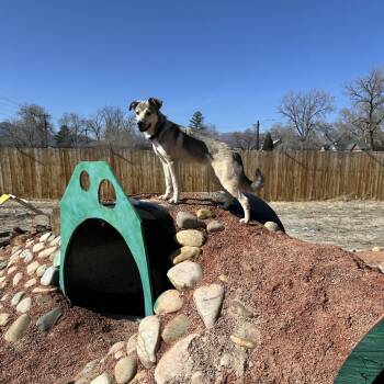 Rescue Husky Dogs for Adoption in Colorado Springs, Colorado - Zara | PetCurious