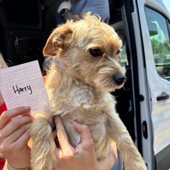 Mixed Breed Dogs Available for Adoption in Savannah, Georgia - (Harry) | PetCurious