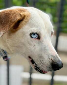 Labrador Retriever Dogs Available for Adoption - Lucy | PetCurious