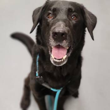 Mixed Breed Dogs Available for Adoption - Church | PetCurious