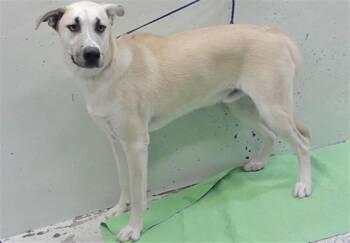 TIGER -  German Shepherd Dog and Mixed Breed Dog for Adoption in Houston, Texas - TIGER | PetCurious