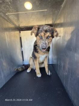 Australian Cattle Dog Blue Heeler Dogs Available for Adoption - LINUS | PetCurious