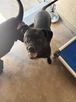 BEA -  Labrador Retriever and Mixed Breed Dog for Adoption in Burbank, California - BEA | PetCurious