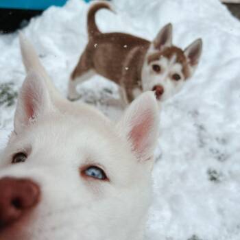 Husky Dogs Available for Adoption - Roxie | PetCurious