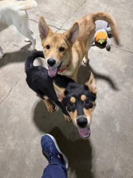 Cruz -  Mixed Breed Dog for Adoption in Papillion, Nebraska - Cruz | PetCurious