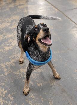 Sugar -  Bluetick Coonhound Dog for Adoption in Tulsa, Oklahoma - Sugar | PetCurious