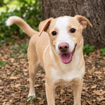 Labrador Retriever and Terrier Dogs Available for Adoption in Brookeville, Maryland - Bean | PetCurious