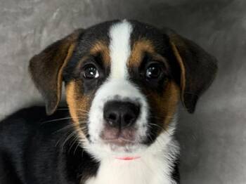Cookie Dough -  Australian Shepherd and Rottweiler Dog for Adoption in Portland, Oregon - Cookie Dough | PetCurious