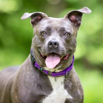Olive -  Pit Bull Terrier Dog for Adoption in Reisterstown, Maryland - Olive | PetCurious