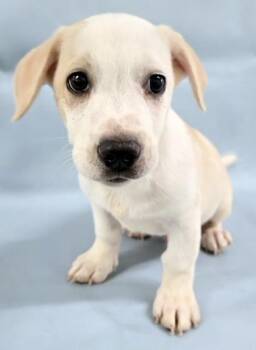 Marshmallow -  Chihuahua and Basset Hound Dog for Adoption in Morton Grove, Illinois - Marshmallow | PetCurious