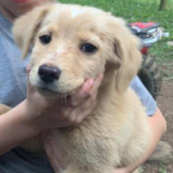 Collie and Labrador Retriever Dogs Available for Adoption in Chesapeake, Virginia - Timber (3) | PetCurious