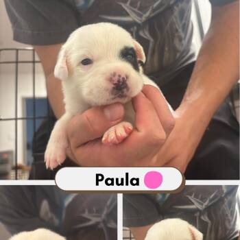 Paula -  Australian Shepherd and American Staffordshire Terrier Dog for Adoption in Phoenix, Arizona - Paula | PetCurious